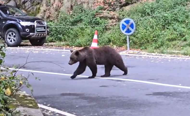 Barbat muscate de urs in Arges Alerta