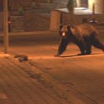 Prezent a unui urs a fost semnalata in Pitesti