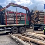Transport ilegal de lemn in Budeasa Arges