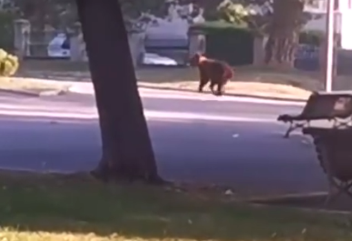 Alarma a fost data in doua localitati din Arges