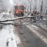 Copac cazut drum blocat in Pitest