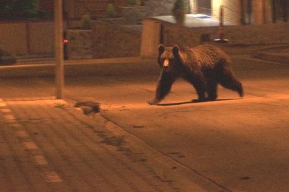 Alarma generala in doua localitati din Arges din cauza prezentei ursilor