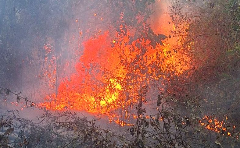 Incendii devastatoare in Arges Actions de interventie de urgenta