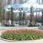 Stirea de ultima ora despre Simfonia Lalelelor