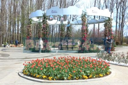 Stirea de ultima ora despre Simfonia Lalelelor