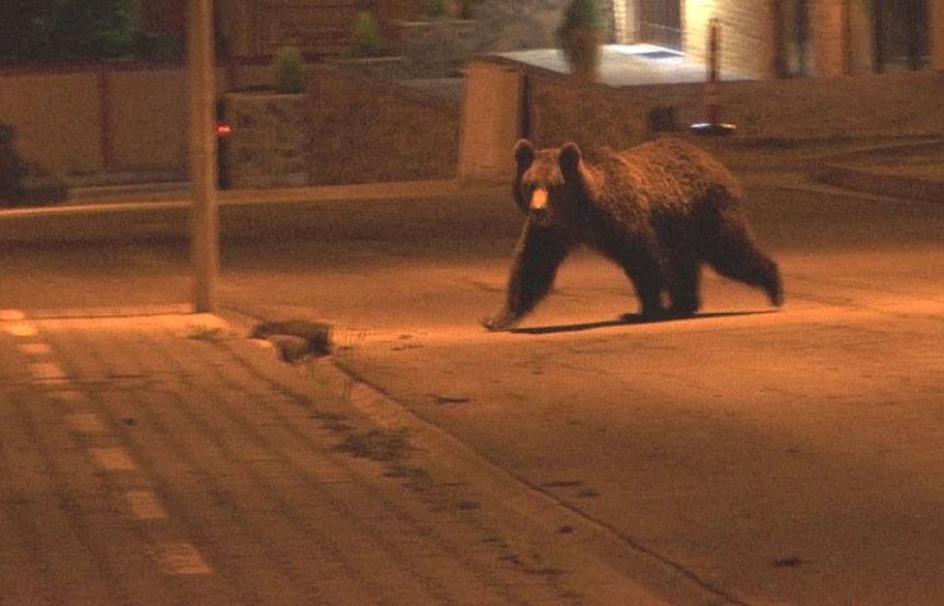 Alerta maxima in orasul Arges Urs observat in cartier