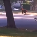 Urs observat Alerta in aceasta dimineata intr o localitate din Arges