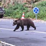 Ursul a atacat animale ucise Alerta in localitati din Arges