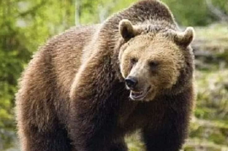 Alarma maxima in patru localitati din Arges din cauza prezentei ursilor