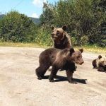 Tanara de 18 ani atacata de urs Alerta maxima in Arges