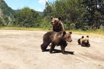 Tanara de 18 ani atacata de urs Alerta maxima in Arges