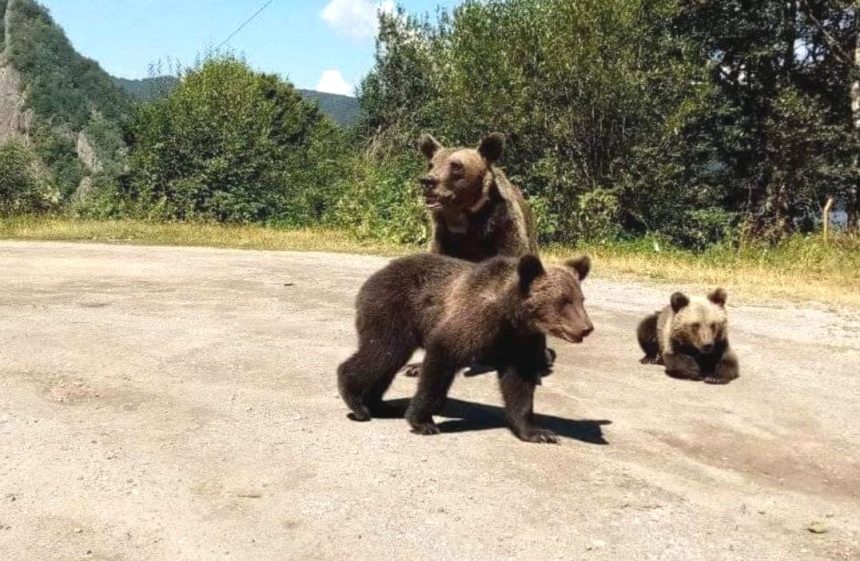 Tanara de 18 ani atacata de urs Alerta maxima in Arges