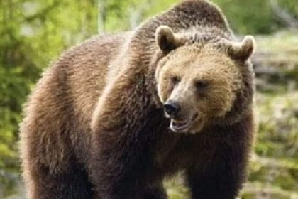 Turista straina clipe de terroare in Arges Alerte maxima