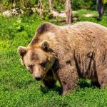 Ursii au cauzat distrugeri Alerta serioasa in 13 localitati din Arges