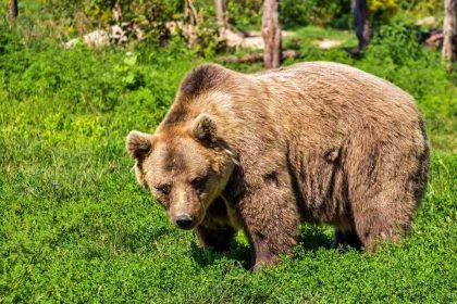 Ursii au cauzat distrugeri Alerta serioasa in 13 localitati din Arges