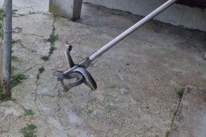 video soc intr un mall din Arges un sarpe