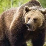 Alarm in cinci localiti din Arge din cauza prezenei urilor