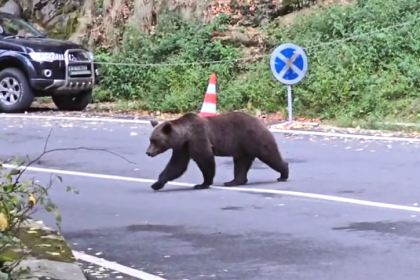 Alarma a fost data in trei localitati din Arges din cauza prezentei ursilor