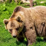 Urs semnalat în Mioveni în această seară. Alertă RO-Alert
