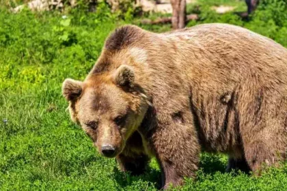 Urs semnalat în Mioveni în această seară. Alertă RO-Alert