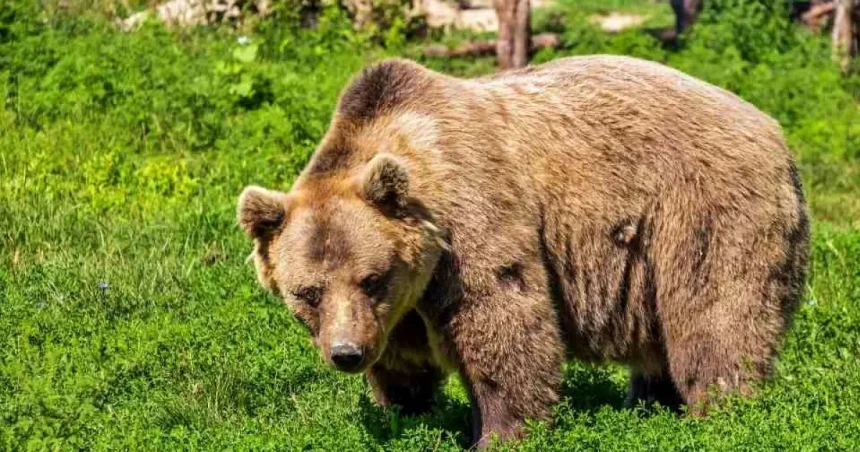 Urs semnalat în Mioveni în această seară. Alertă RO-Alert