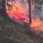 Incendiu de proporții în pădure. Alertă maximă în Argeș