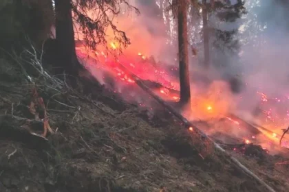 Incendiu de proporții în pădure. Alertă maximă în Argeș
