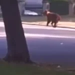 Urși în zone locuite. Alertă în opt localități din Argeș