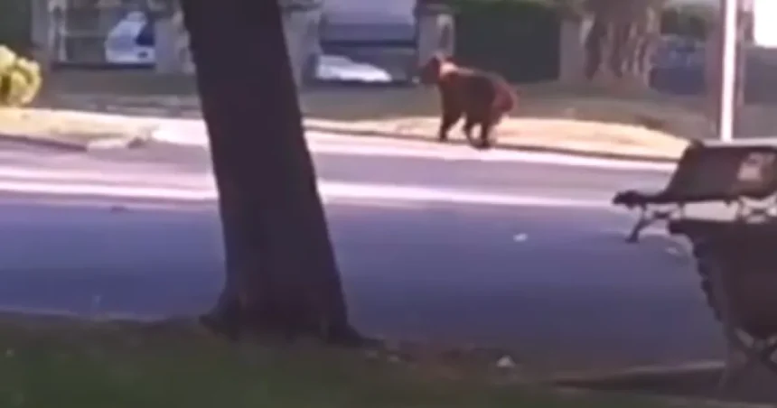 Urși în zone locuite. Alertă în opt localități din Argeș